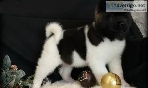 Lovely Akita puppies girls and boys available