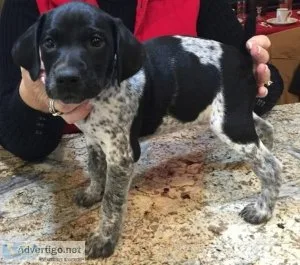 Gorgeous German Shorthaired Pointer puppies