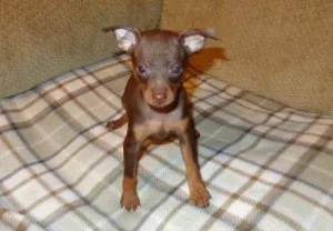 Well socialized Miniature Pinscher puppies