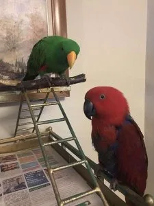 Hand Reared Beautiful Eclectus Parrots With Cage.
