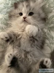 Persian Kittens