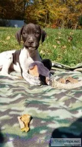 Registered GSP