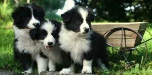 Male and female Border Collie puppies ready