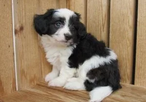 Adorable Havanese Puppies.