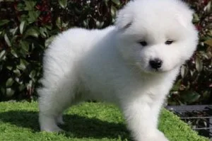 Beautiful Samoyed Puppies For Sale.