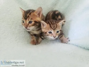 Champion  line home raised Bengal kitten
