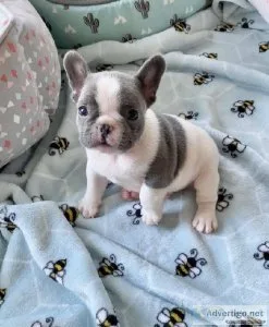 French bulldog puppy