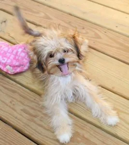 mi-ki male puppy Super sweet small  and nonshedding