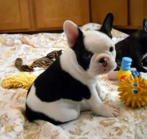 Cute Frenchton Puppies for sale