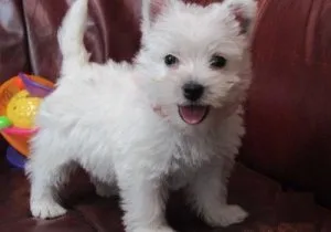 AKC reg. West Highland White Terrier puppies