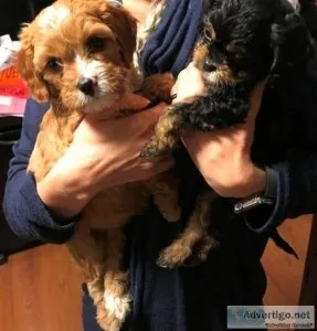 Beautiful Cavapoo puppies for sale.