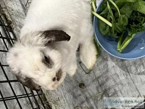 Mini Lop Rabbits Bunnies