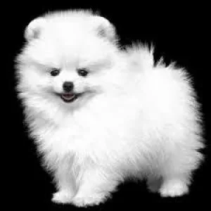 Active Maltipom puppies For Sale.