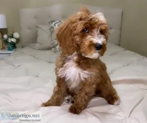 Cute Goldendoodles Puppy&rsquos For Adoption