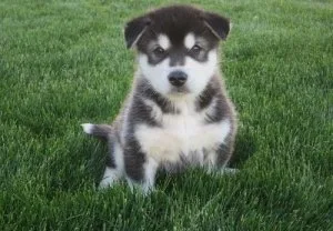 Alaskan Malamute puppies