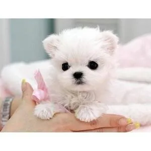 Purebred Maltese Available