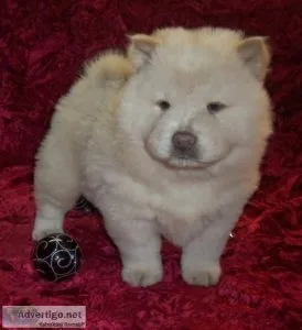 Nice and Healthy Chow Chow Puppies Available