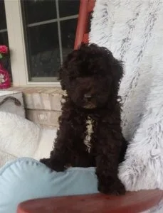 Beautiful Labradoodle Puppies available