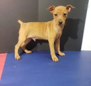 Obedient Miniature Pinscher Puppies.