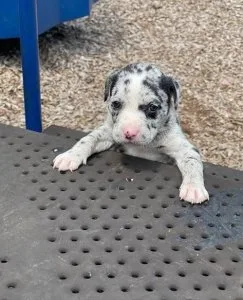 American pit bull puppies