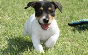 Home Raised Jack Russel Terrier Puppies For Sale