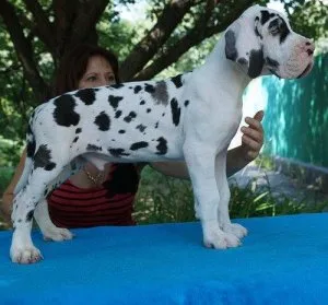 Affectionate Harlequin Great Dane Puppies for Sale.