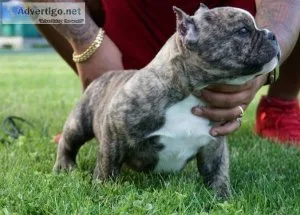 american bully puppies