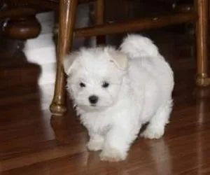 Super Adorable Maltese Puppies 