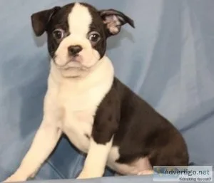 Very Healthy Boston Terrier Puppies for sale
