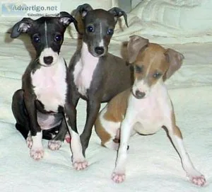 Italian Greyhound Puppies For Sale.