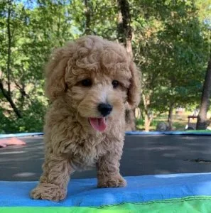 Toy poodle puppies