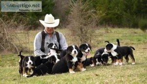Well Socialized Greater Swiss Mountain Dog For Sale.