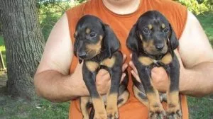 Fashioned AKC Black and Tan Coonhound Puppies.