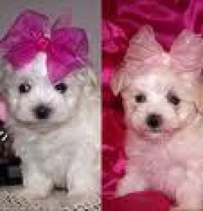 X-MAS SMALL SIZE MALTESE PUPIES TEXT ME AT (  )