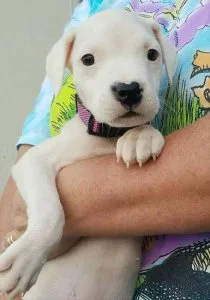 Beautiful Dogo Argentino Puppies For Sale.