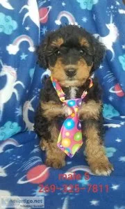 Jack Russell - Mini Poodle mix puppies