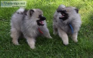 Lovely Keeshond Puppies For Sale.
