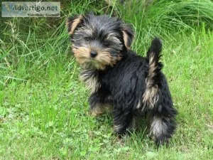 Gorgeous Cairn Terrier  puppies
