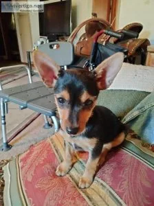For sale. Half Chihuahua half Jack Russell