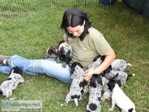 Lovely German Shorthaired Pointer puppies
