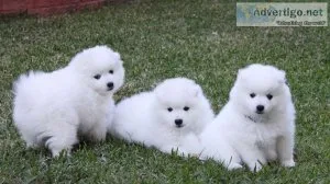 Adorable Japanese Spitz Puppies.