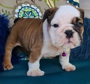 Mini English Bulldog Puppies For Sale.