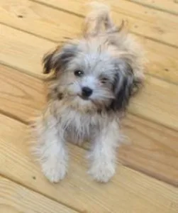 Puppy Mi-ki male Super Sweet nonshedding small