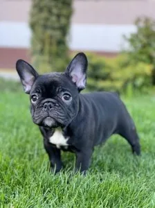 Full potty trained French Bulldog Puppies