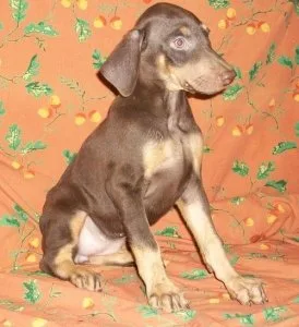 Lovely Doberman Pinscher Puppies For Sale.