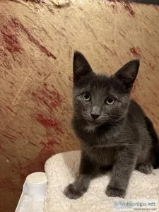 Russian blue mix kitty