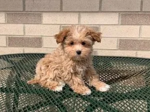 maltipoo puppies