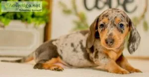 Dachshund puppies