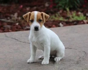 jack russell terrier puppies