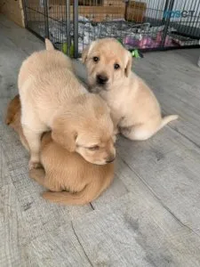 AKC Labrador Retriever Puppies Yellow and Chocolate